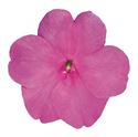 Bild von Impatiens P9 Lilac